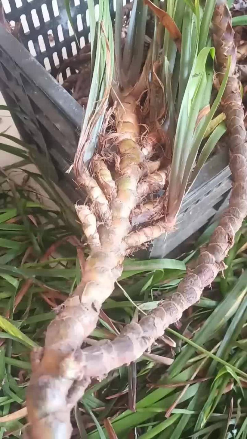 茴香菖蒲