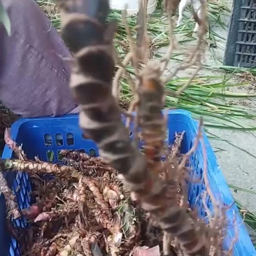 茴香菖蒲