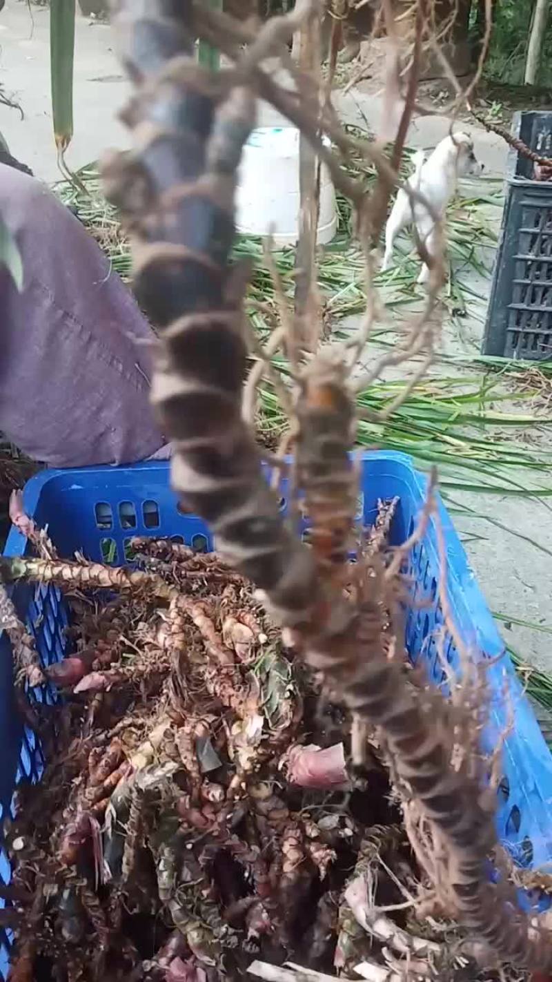 茴香菖蒲