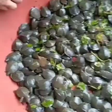 外塘甲鱼苗活体小甲鱼苗水鱼苗鲜活苗小鳖苗花鳖冷