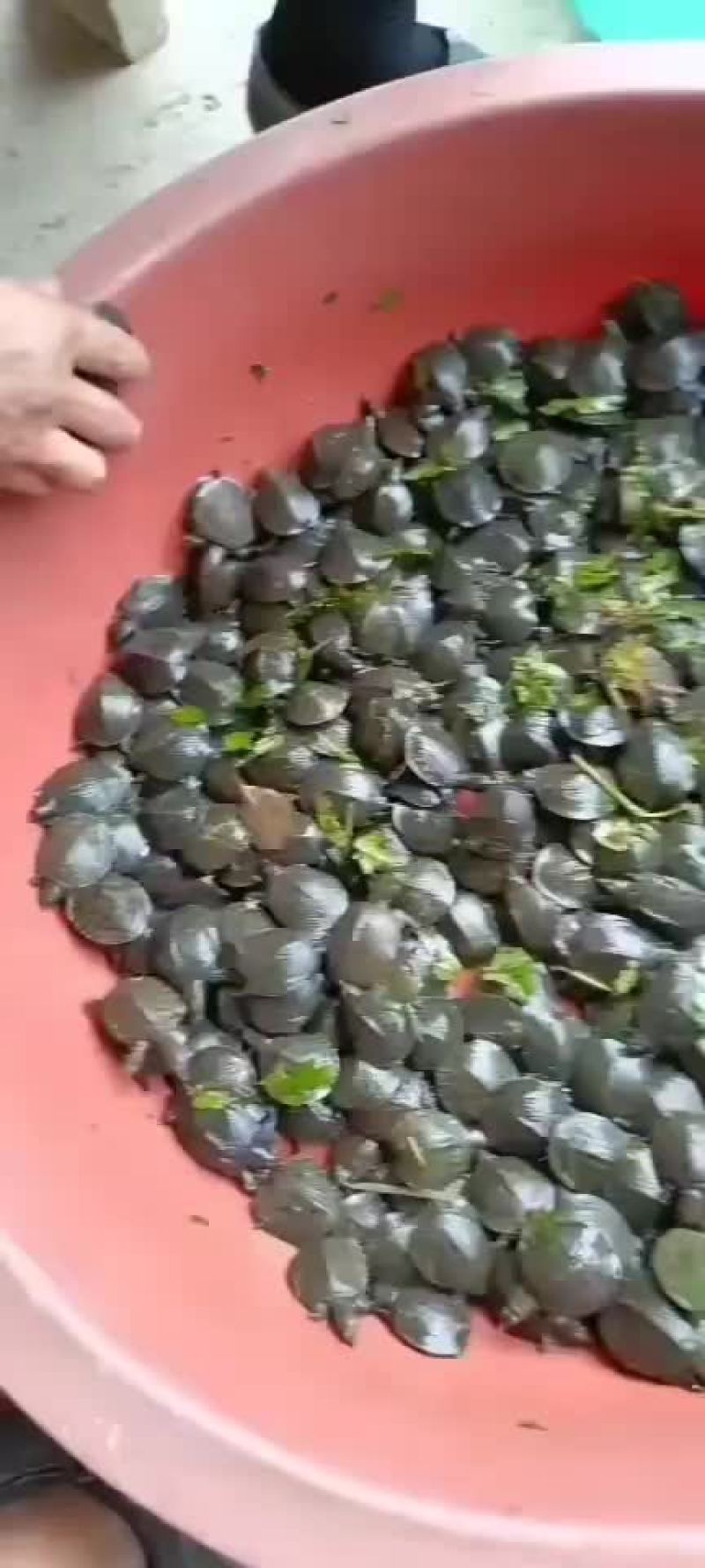 外塘甲鱼苗活体小甲鱼苗水鱼苗鲜活苗小鳖苗花鳖冷