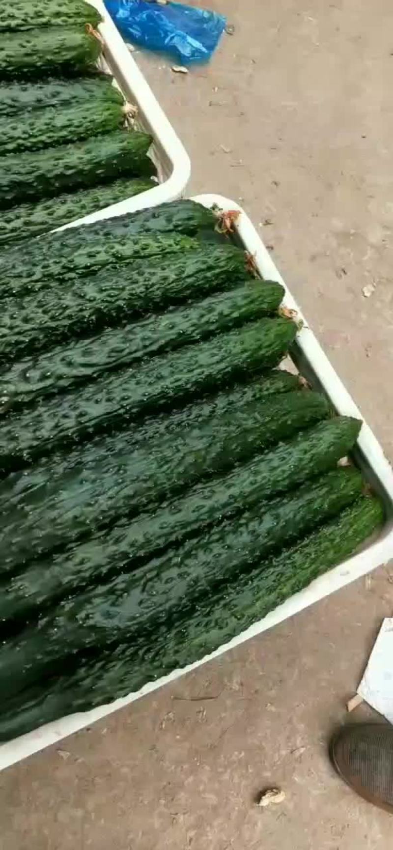 精品小黄瓜