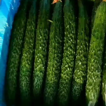 精品小黄瓜