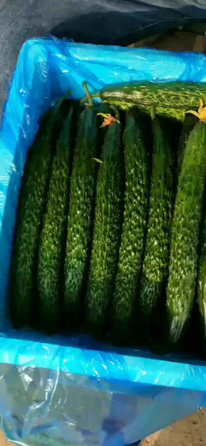 精品小黄瓜