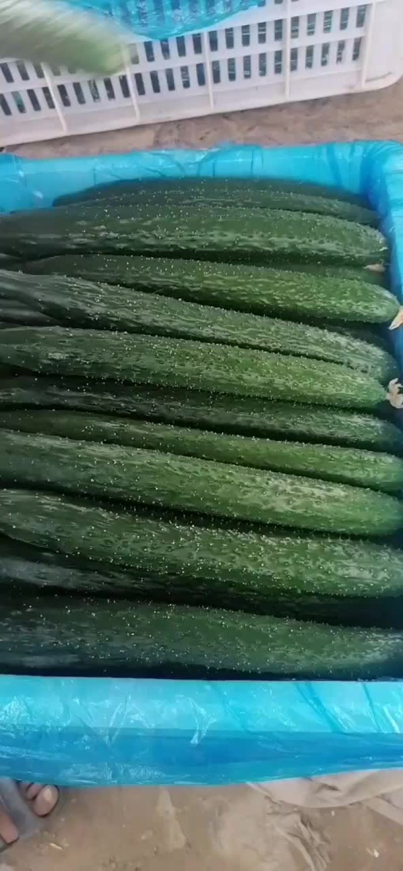 精品小黄瓜