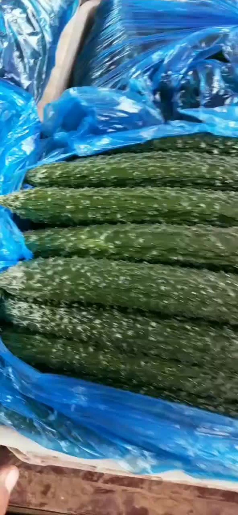 精品小黄瓜