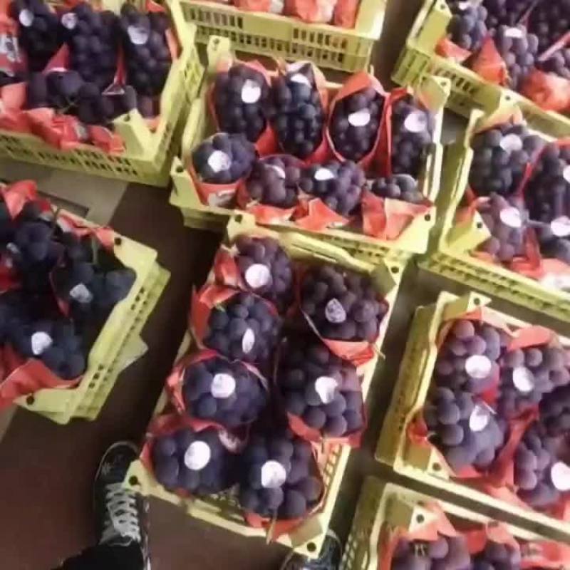 金乡软枝藤稔大颗粒葡萄