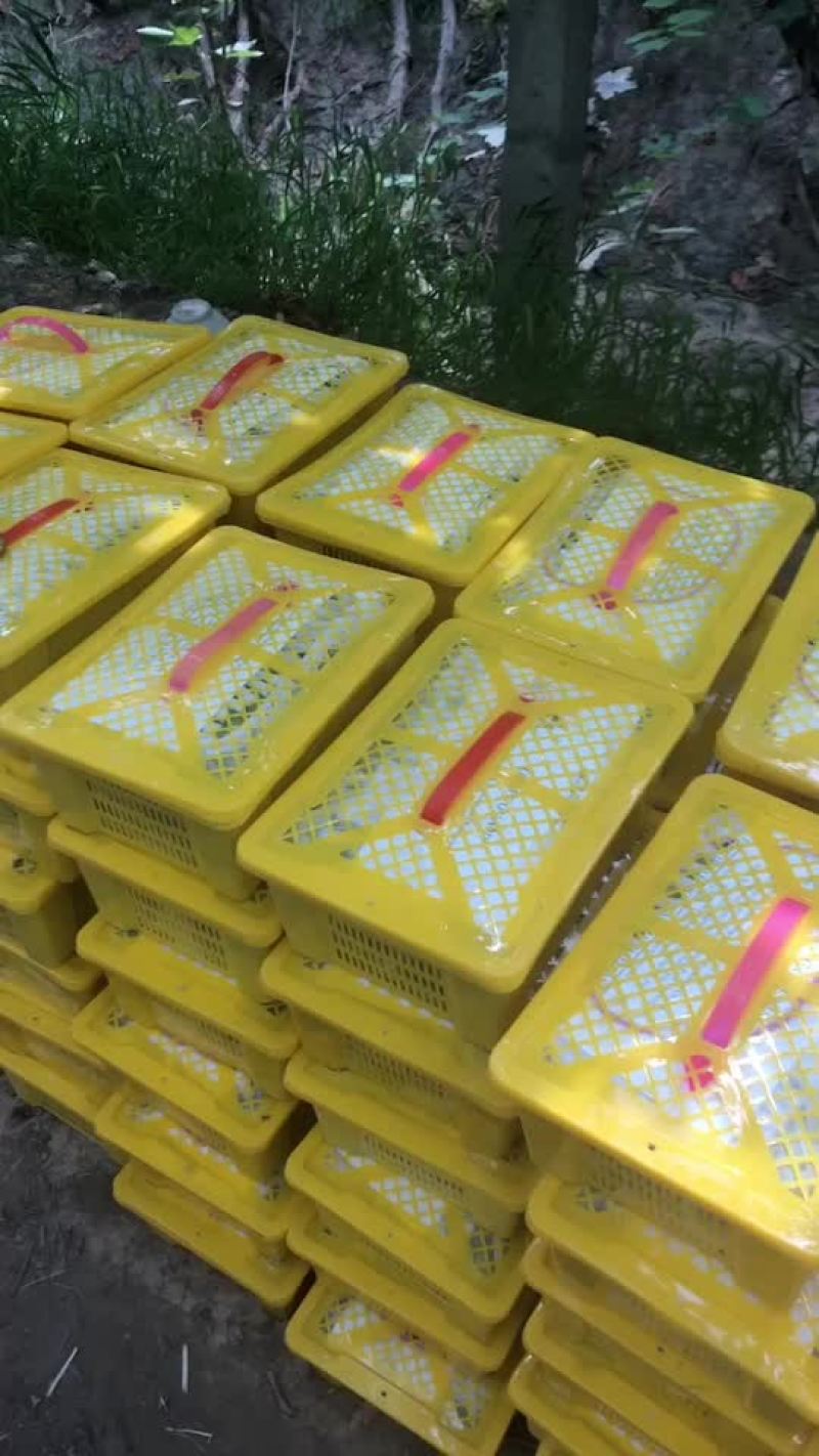 新疆吐鲁番葡萄产地直接发货