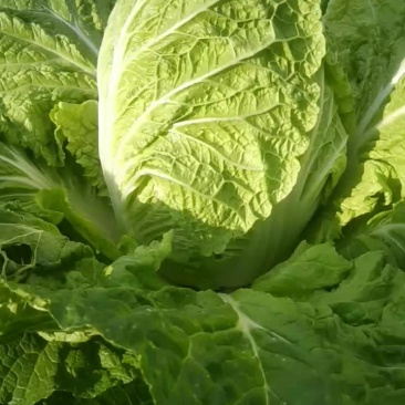 蔬菜