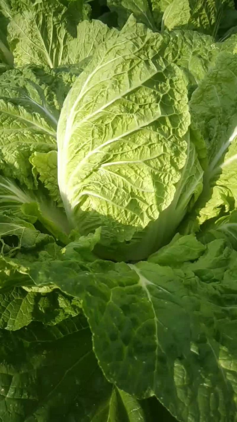 蔬菜