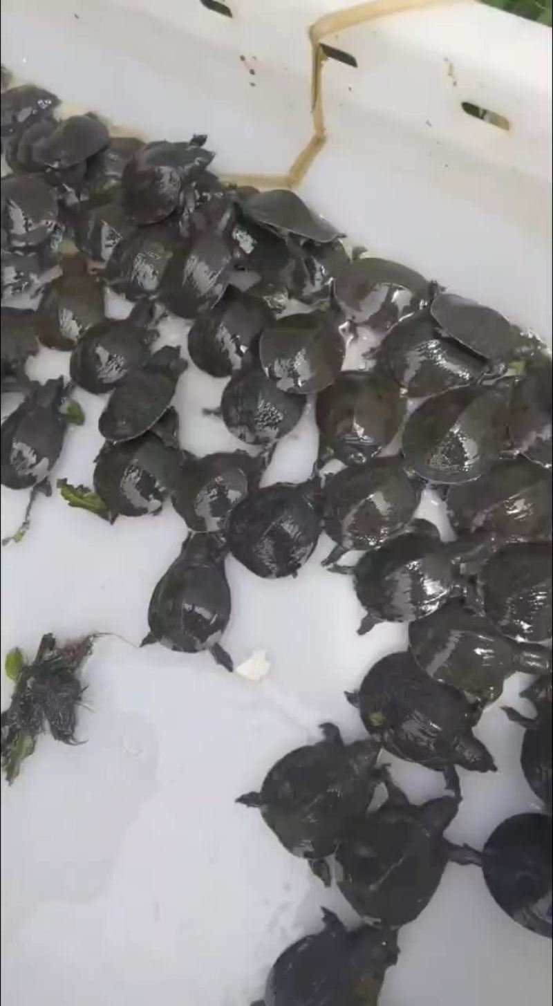 外塘甲鱼苗活体小甲鱼苗水鱼苗鲜活苗小鳖苗花鳖冷