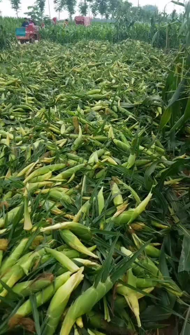 精品太阳花九号。