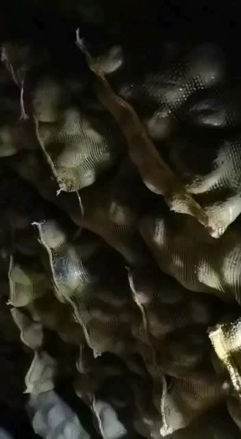 晋薯十六号土豆