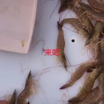 各种鱼货海鲜批发零售