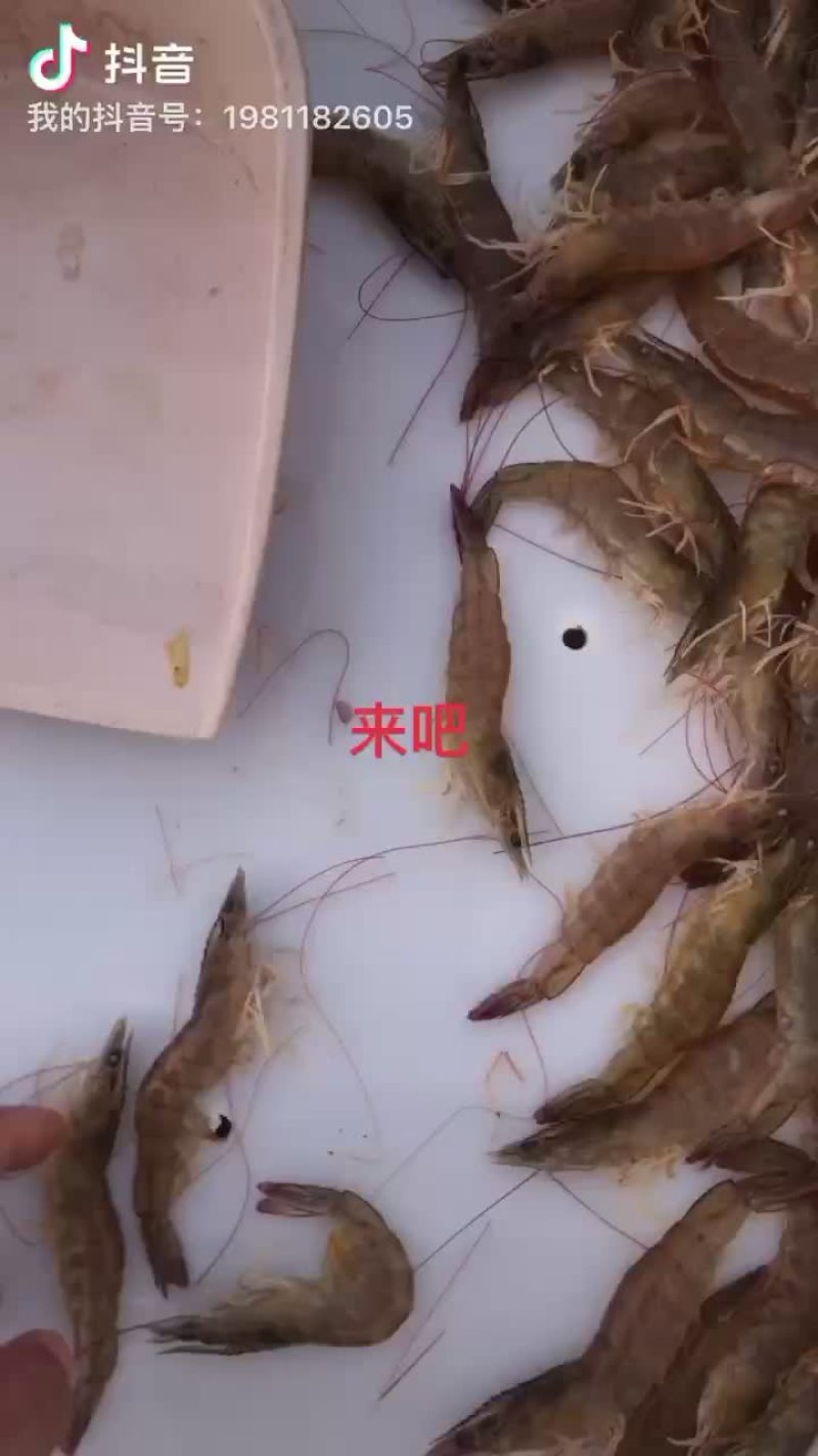 各种鱼货海鲜批发零售