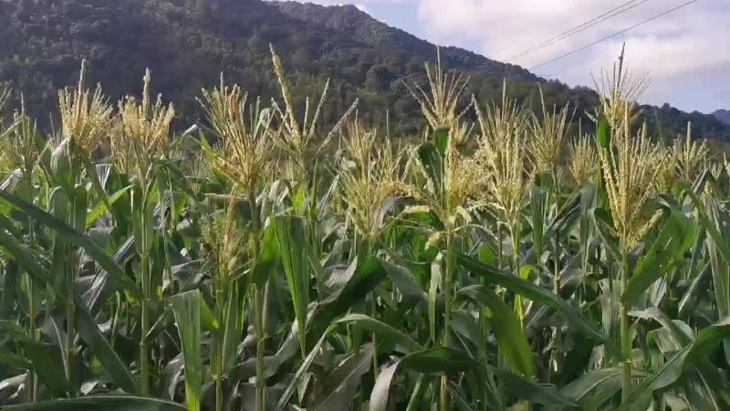 鲜玉米