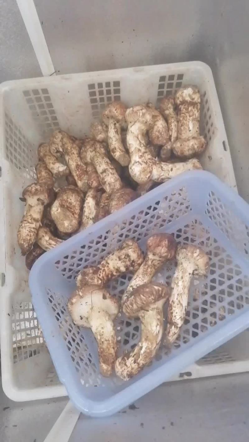 云南省丽江市新鲜松茸一手货源产地直发
