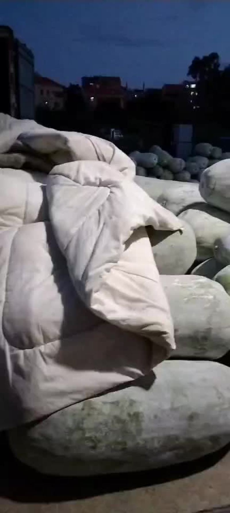 江西省金溪县白皮吊冬瓜要买的赶快