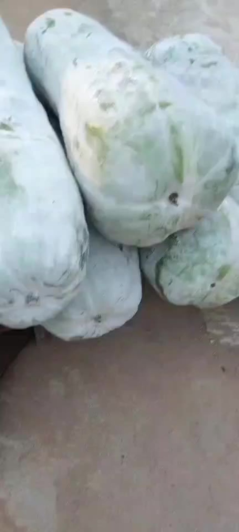 江西省金溪县白皮吊冬瓜要买的赶快