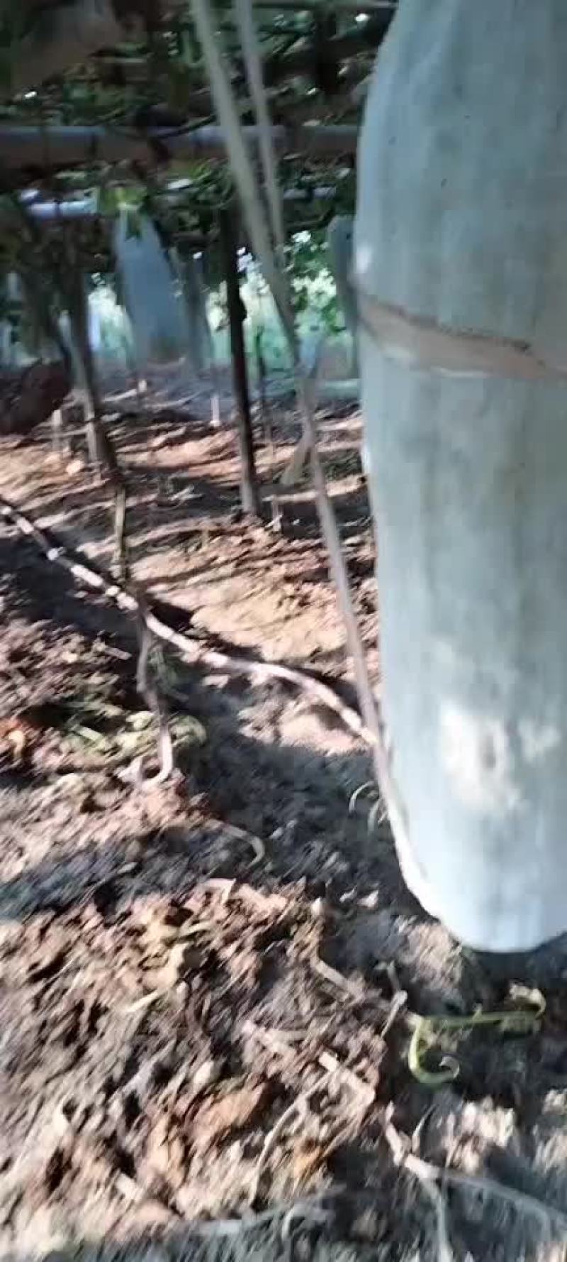 江西省金溪县白皮吊冬瓜要买的赶快