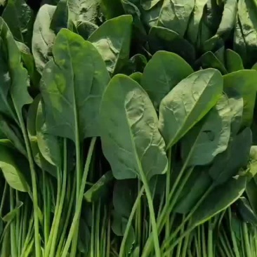 精品中颗菠菜支持各种包装