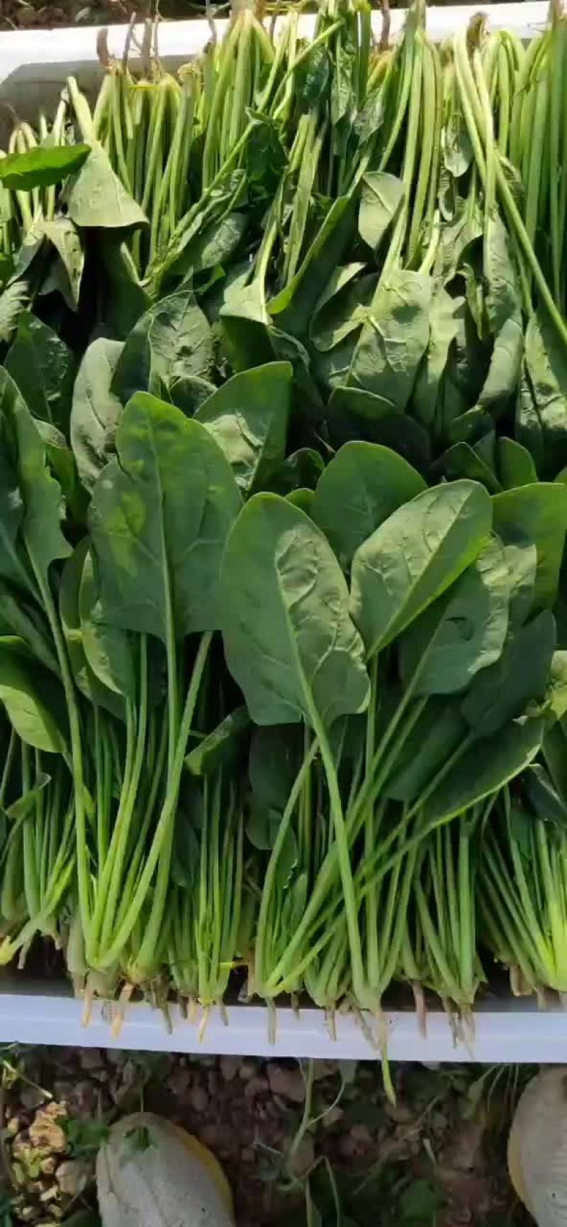 精品中颗菠菜支持各种包装