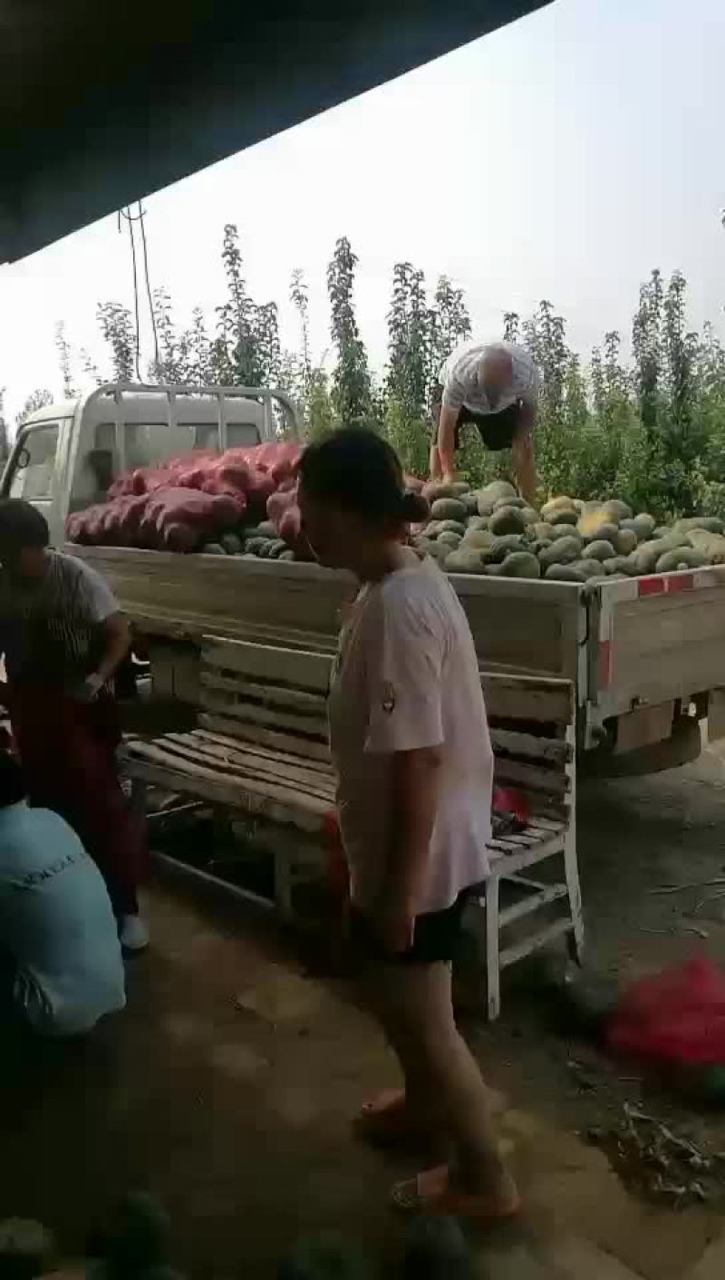板栗南瓜