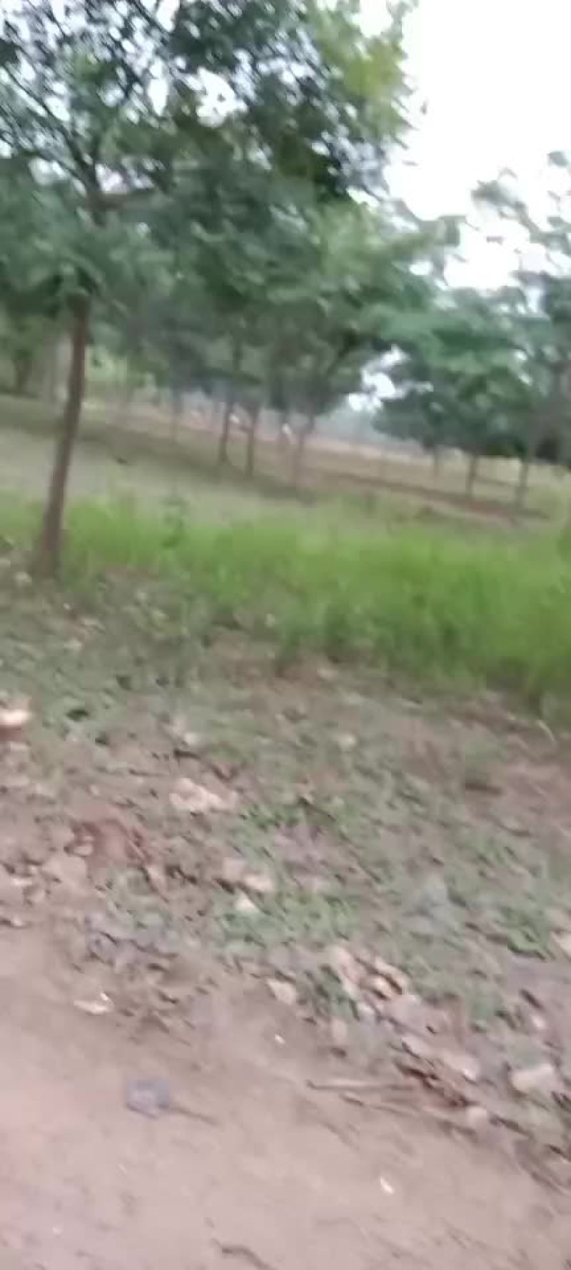 国槐