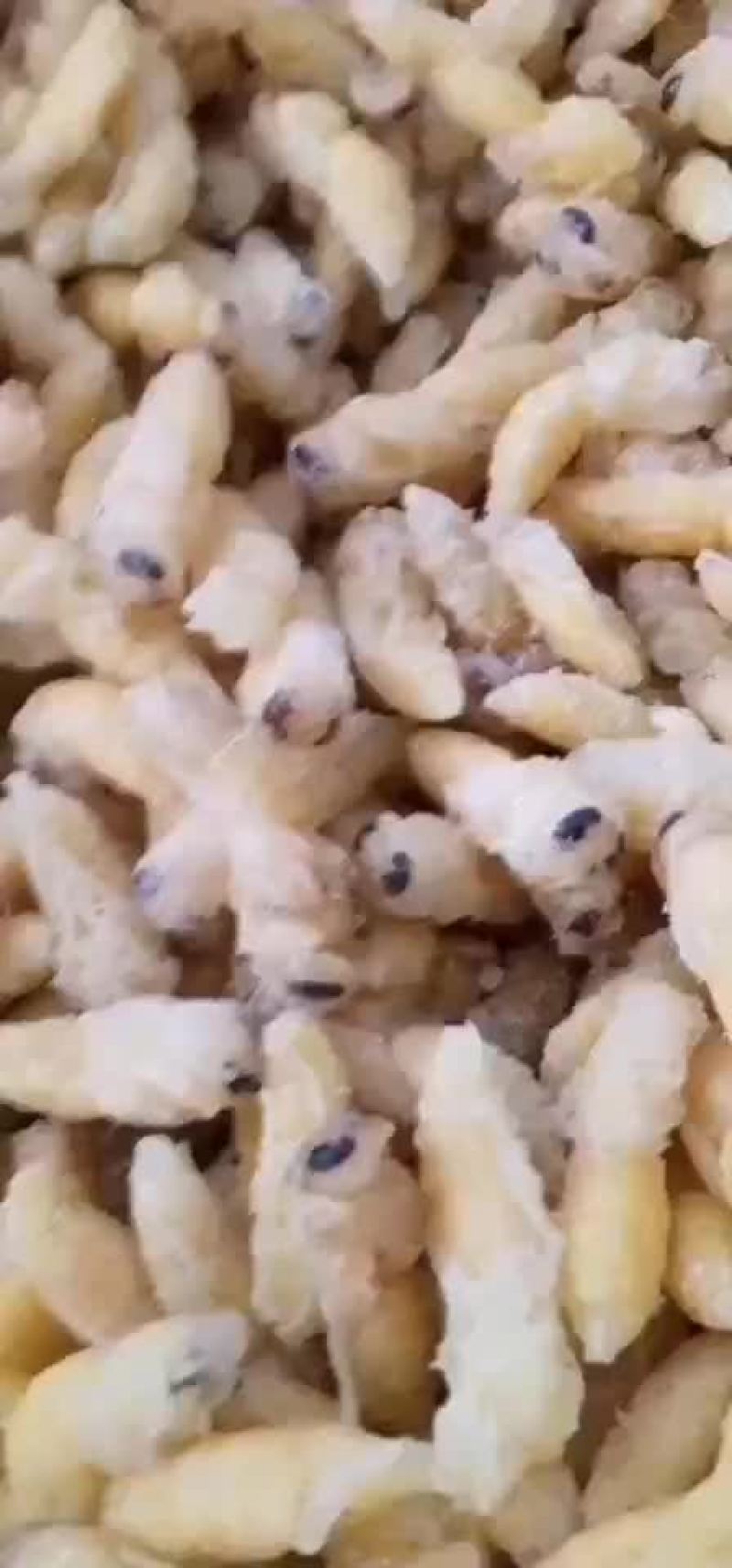黑尾胡蜂