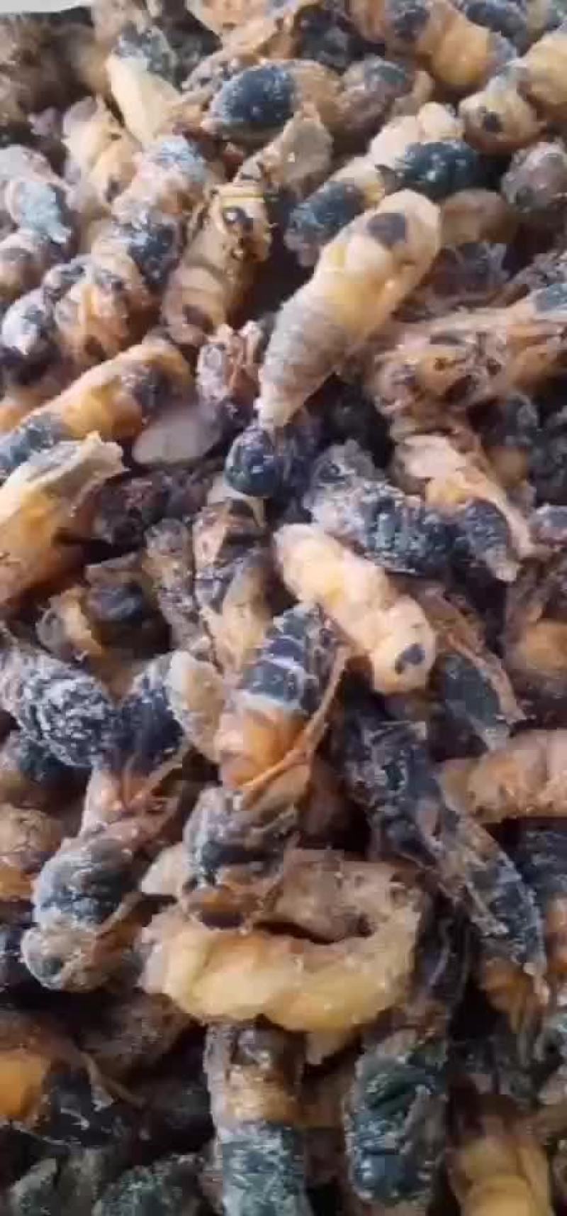 黑尾胡蜂