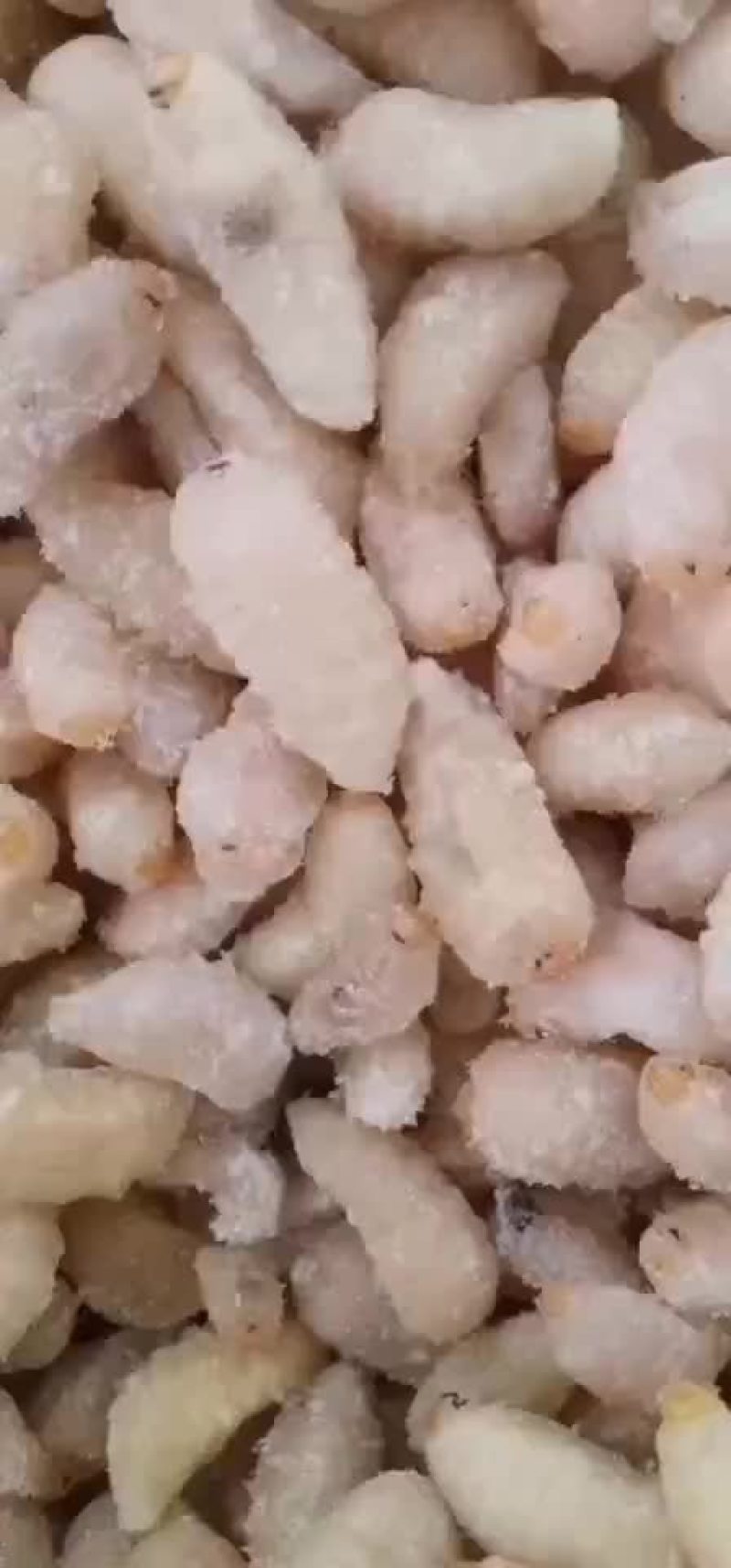 黑尾胡蜂
