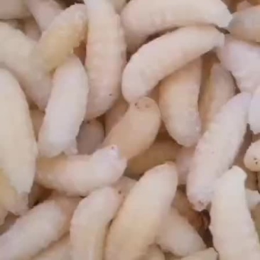 黑尾胡蜂