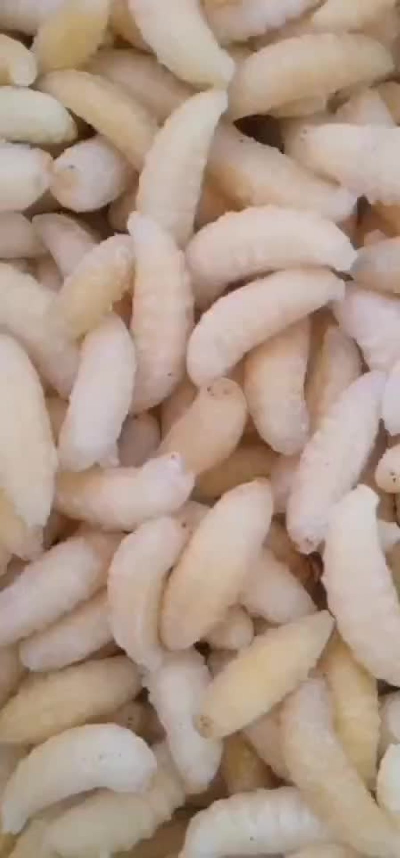 黑尾胡蜂