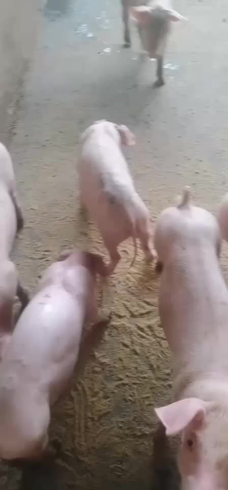 仔猪