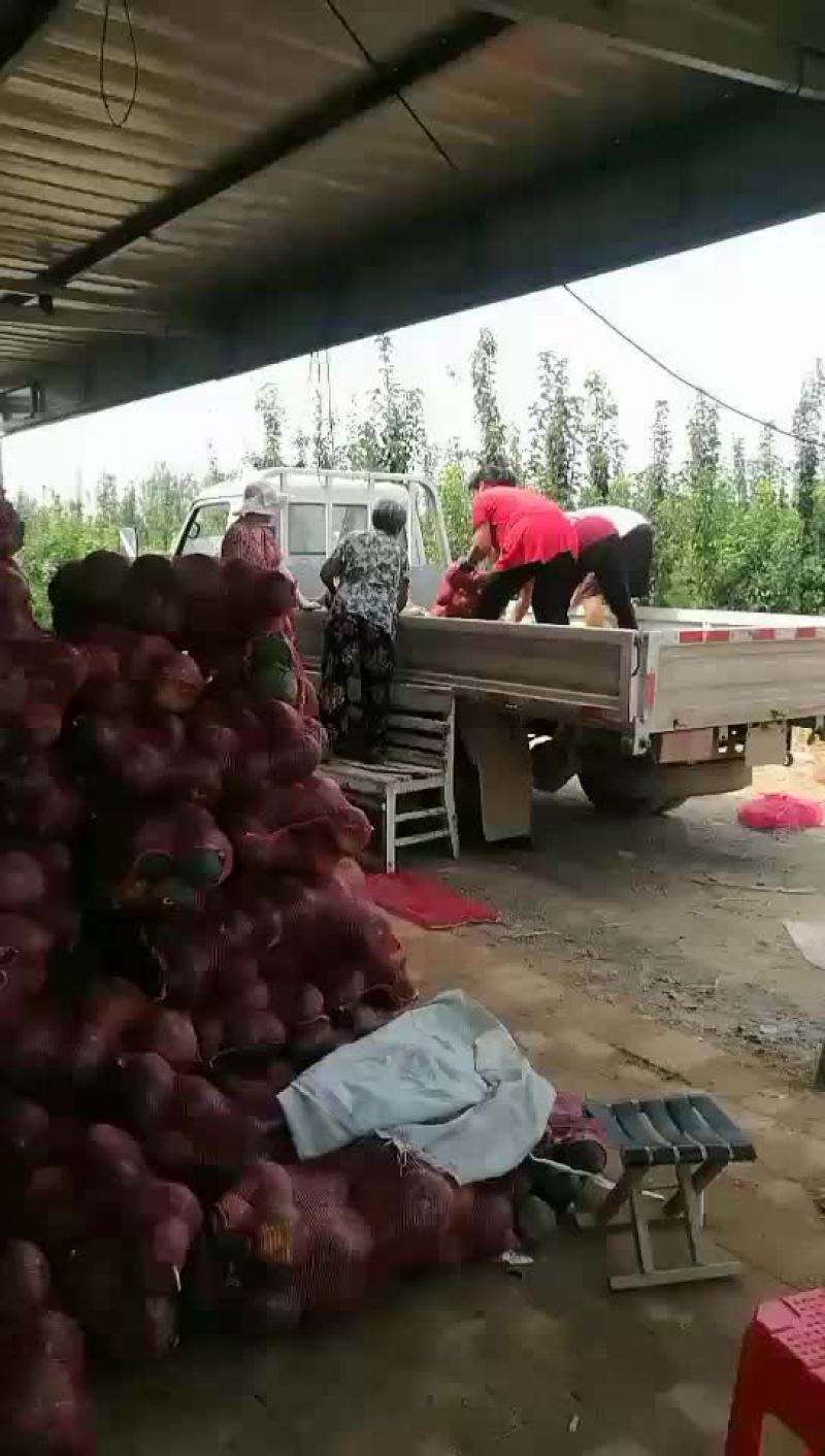板栗南瓜