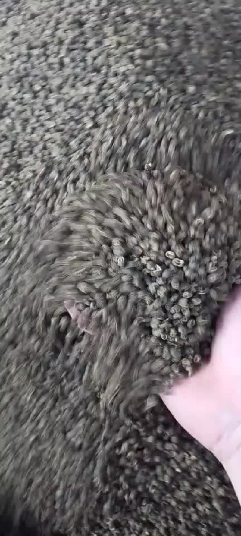 青花椒