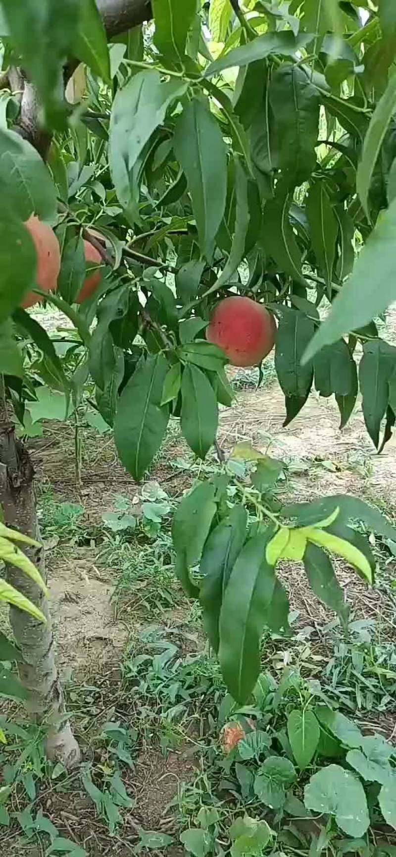 久保、十四号桃子大量上市