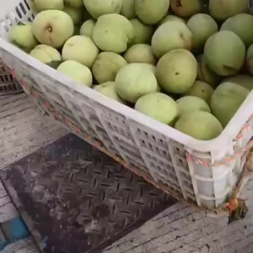 国庆桃上市了！