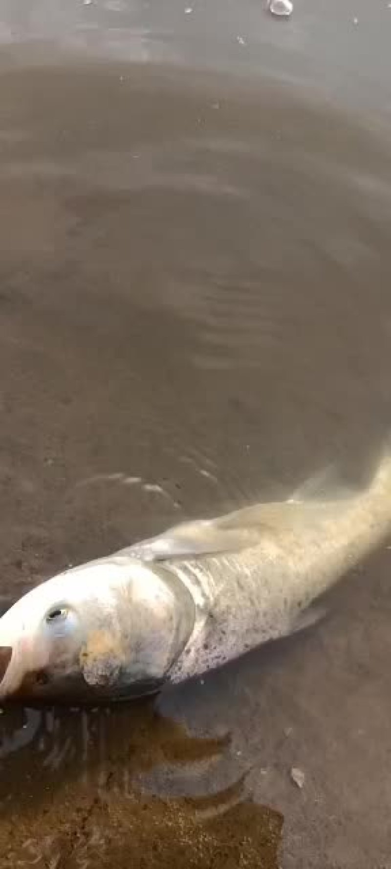 胖头鲢鳙