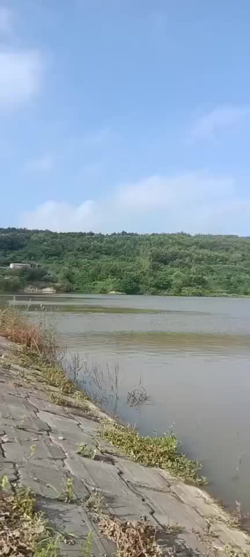 胖头鲢鳙