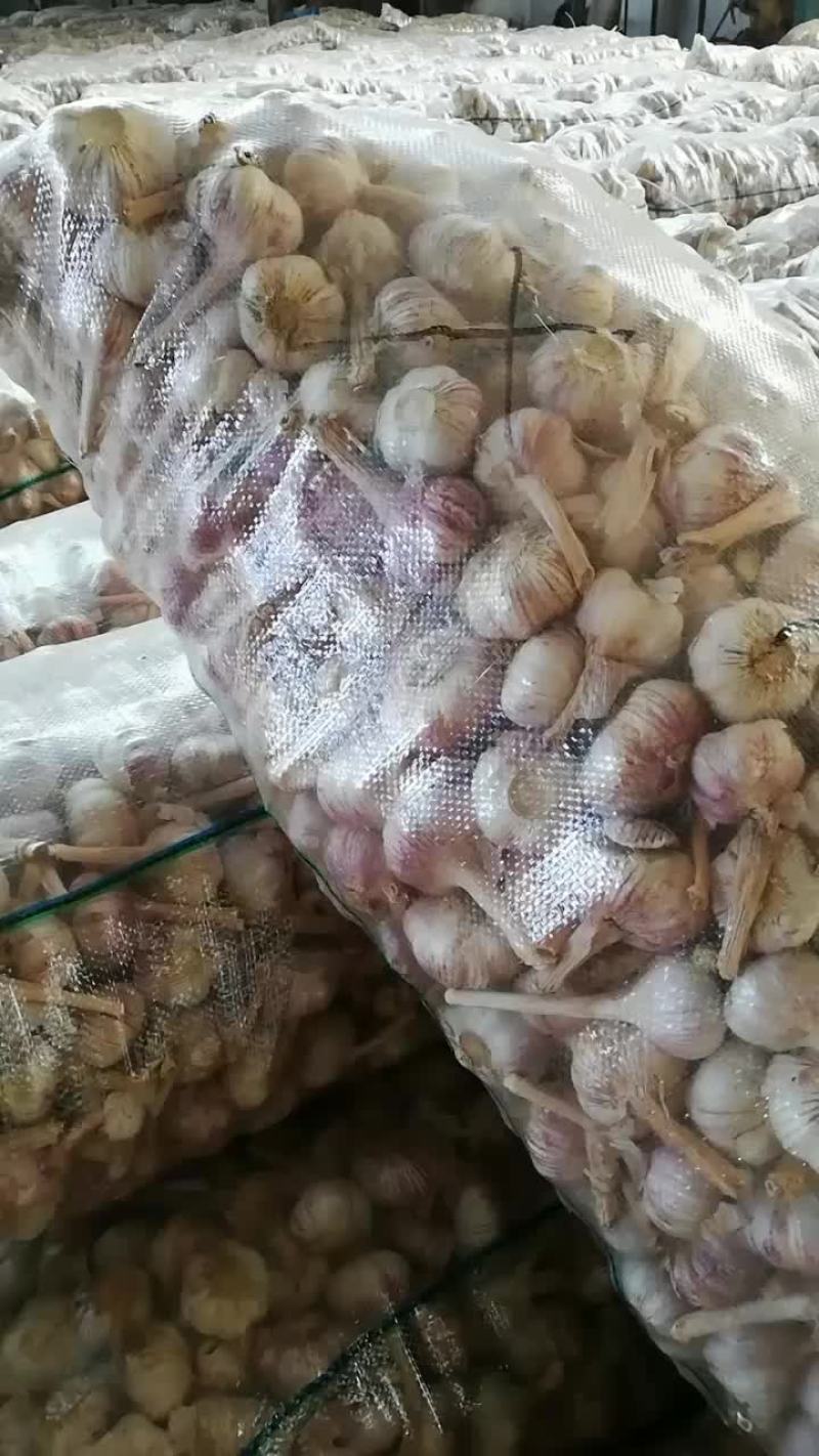 金乡太空大蒜