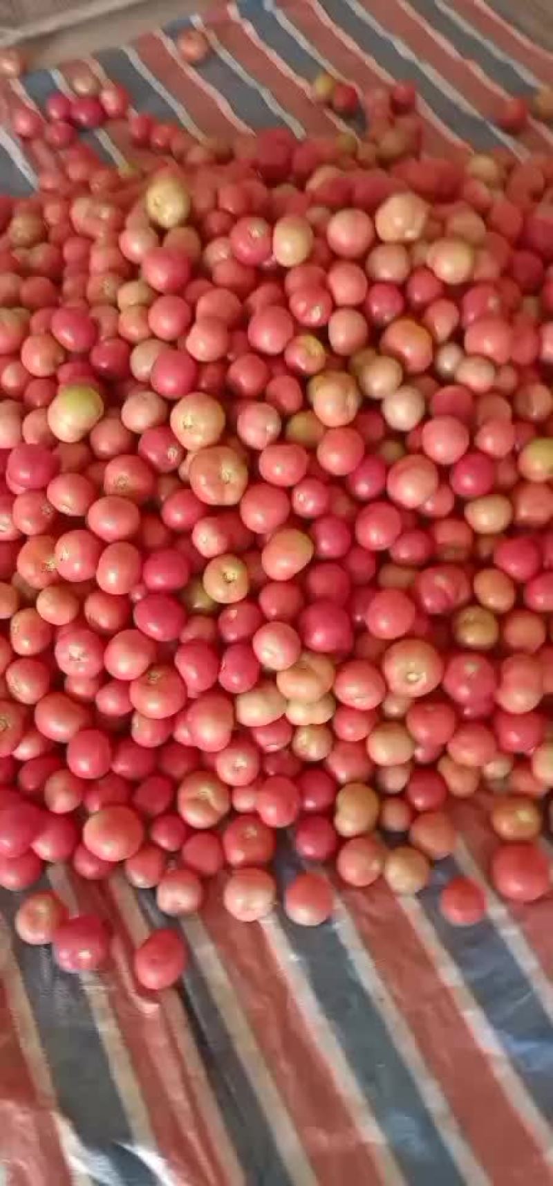 硬粉西红柿