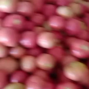 硬粉西红柿