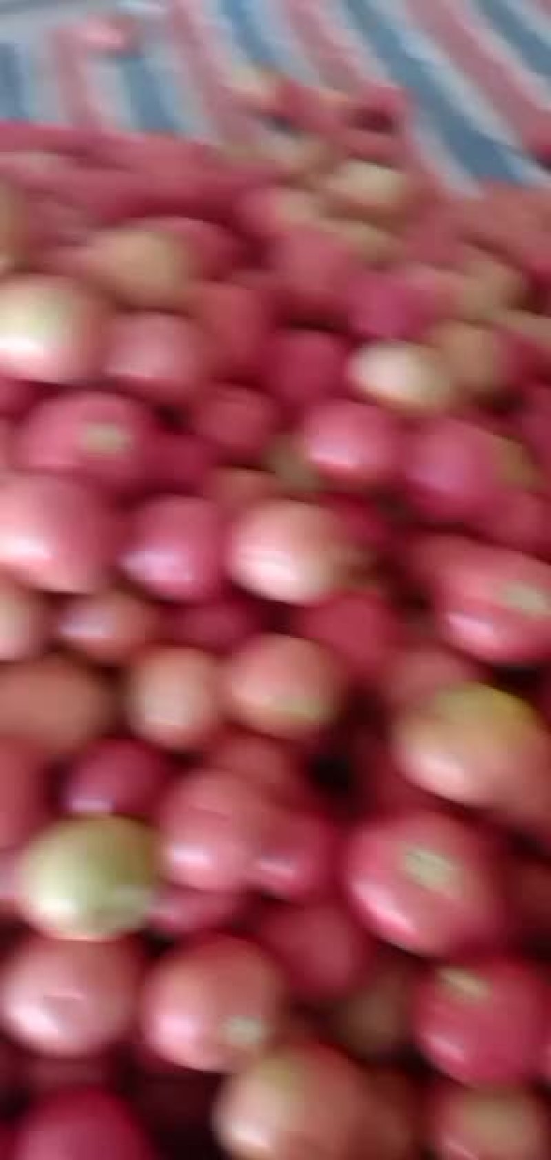 硬粉西红柿