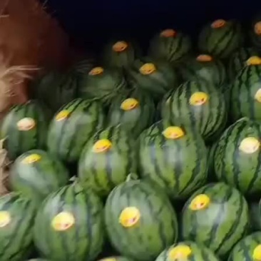 天王西瓜在宁河