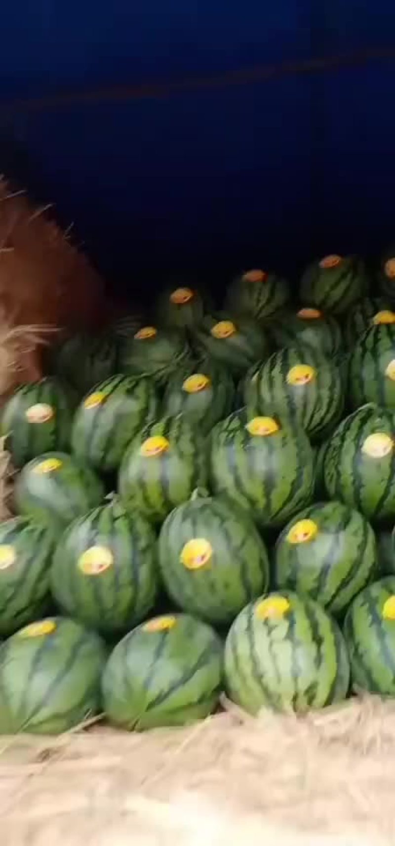 天王西瓜在宁河