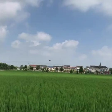 全国无人机飞防打药施肥