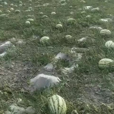 宁夏中卫香山硒砂瓜