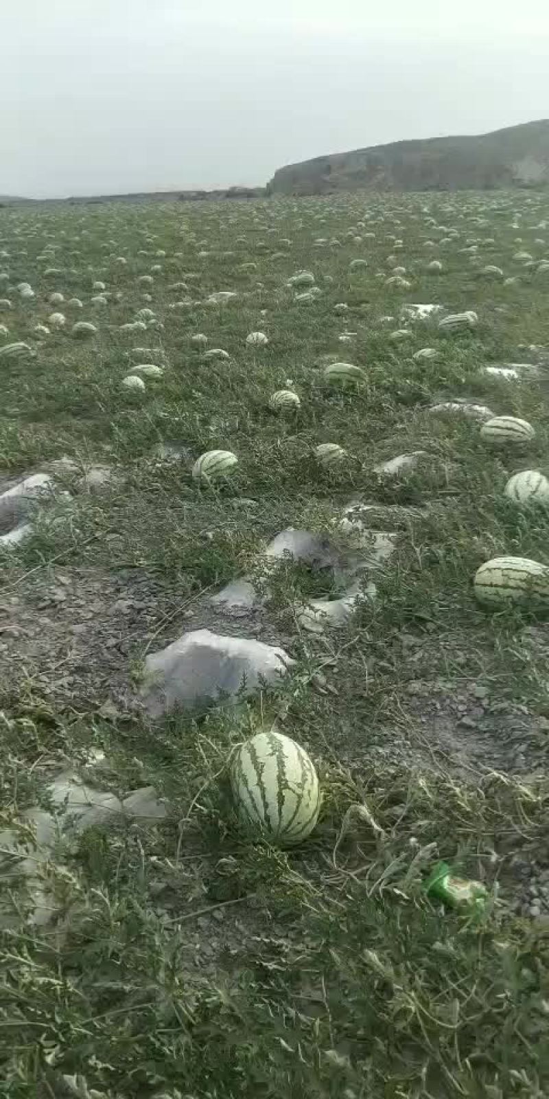 宁夏中卫香山硒砂瓜