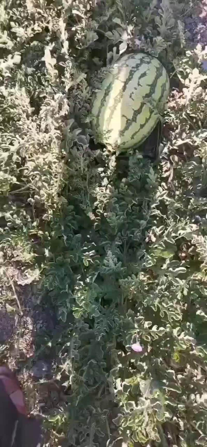 宁夏中卫香山硒砂瓜